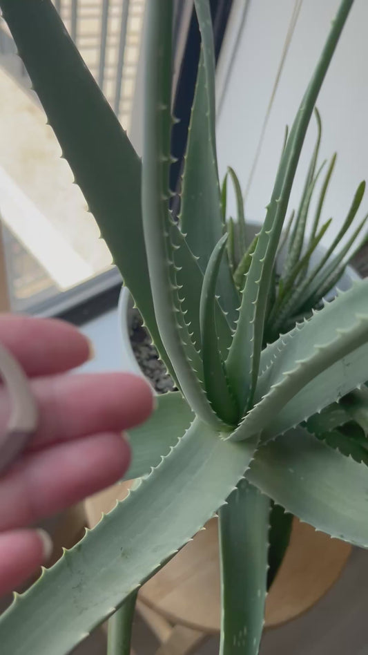 Dual tone brown - no hoop